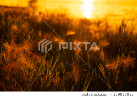 Golden grass at sunset near the lake. Scenic field landscape with wheat silhouettes against glowing sun rays. Golden grass at sunset near the lake. Scenic field landscape with wheat silhouettes against glowing sun rays. 139035052