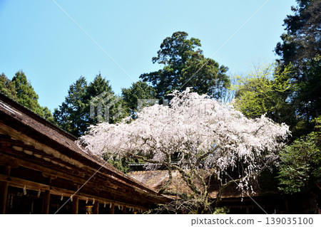 Weeping cherry tree at Yoshino Mizuwake Shrine [Yoshino-cho, Yoshino-gun, Nara Prefecture] 139035100
