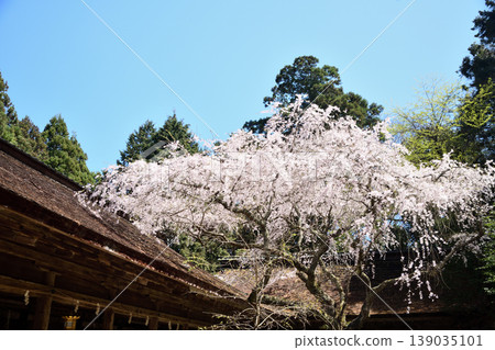 吉野水神社的垂枝櫻花樹 [奈良縣吉野郡吉野町] 139035101
