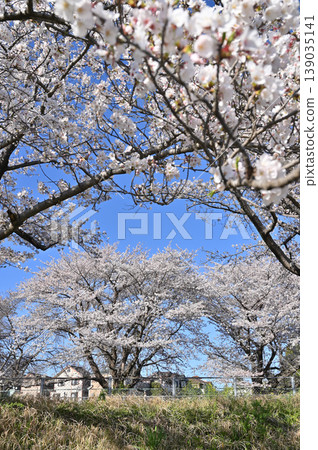 Minuma Rice Fields: Blue Sky and Cherry Blossoms Minuma Rice Fields: Blue Sky and Cherry Blossoms 139035141