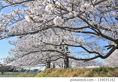 水沼稻田:藍天與櫻花 水沼稻田:藍天與櫻花 139035142