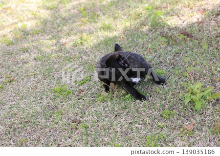 French bulldog French bulldog 139035186
