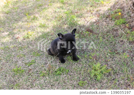 法國鬥牛犬 139035197