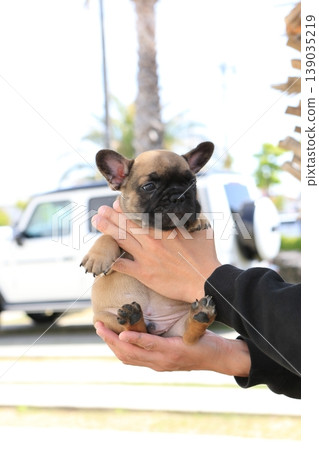 French bulldog French bulldog 139035219