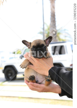 French bulldog French bulldog 139035220