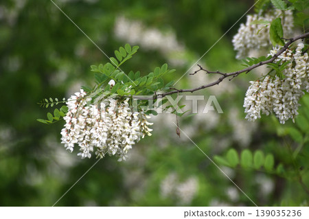 Fake acacia 139035236