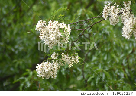 Fake acacia 139035237