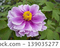 Pink peony flowers, island wisteria 139035277