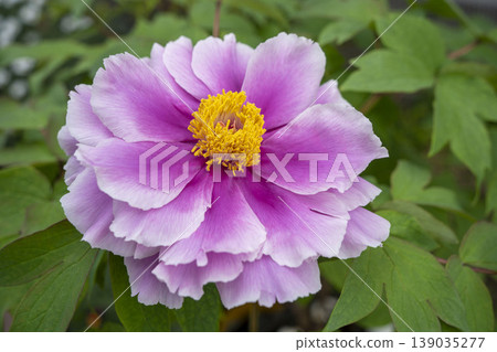 Pink peony flowers, island wisteria Pink peony flowers, island wisteria 139035277