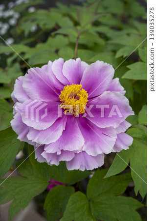 粉紅牡丹花，島嶼紫藤 139035278