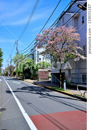A quiet, upscale residential area around Komaba-Todaimae Station, lined with dogwood trees in bloom. 139035287