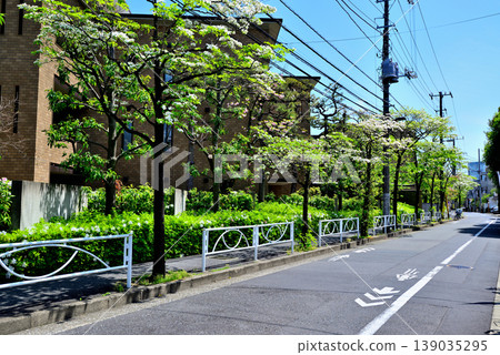 A quiet, upscale residential area around Komaba-Todaimae Station, lined with dogwood trees in bloom. 139035295