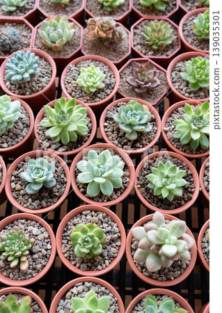 Various small mini cactus in pots 139035301