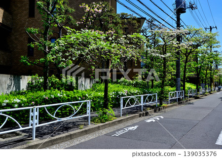 A quiet, upscale residential area around Komaba-Todaimae Station, lined with dogwood trees in bloom. 139035376