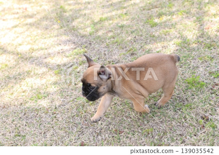 French bulldog French bulldog 139035542