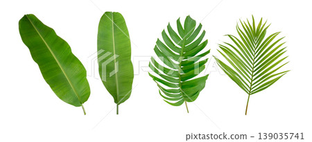Palm and banana green leaf tropical plant isolated on white. Palm and banana green leaf tropical plant isolated on white. 139035741