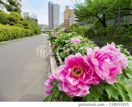 古志波川濱水公園牡丹園,江東區 古志波川濱水公園牡丹園,江東區 139035935