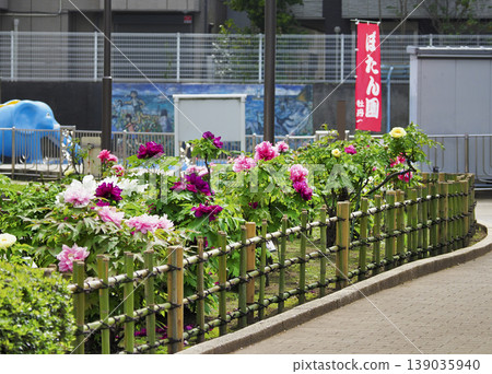Peony Garden at Furushibagawa Waterfront Park, Koto Ward Peony Garden at Furushibagawa Waterfront Park, Koto Ward 139035940