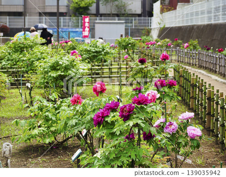 古志波川濱水公園牡丹園,江東區 古志波川濱水公園牡丹園,江東區 139035942