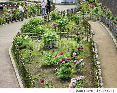 古志波川濱水公園牡丹園，江東區 139035945