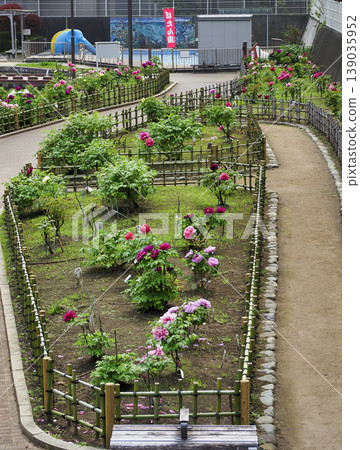 古志波川濱水公園牡丹園,江東區 古志波川濱水公園牡丹園,江東區 139035952