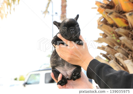 French bulldog French bulldog 139035975