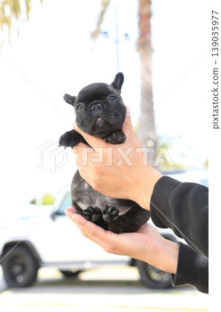 French bulldog French bulldog 139035977