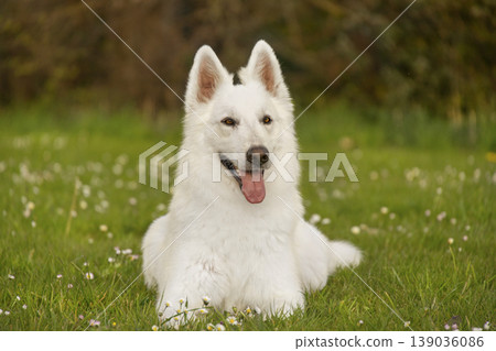 White Swiss Shepherd dog lying on green grass with daisies 139036086