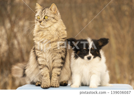 Cat and papillon puppy sitting together Cat and papillon puppy sitting together 139036087