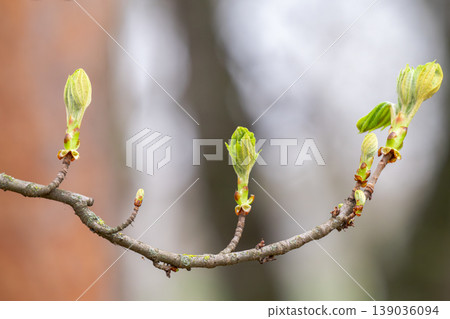 A photo of young chestnut shoots A photo of young chestnut shoots 139036094