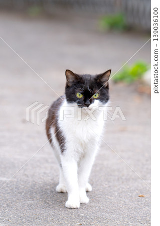 photo of a cat outside photo of a cat outside 139036100