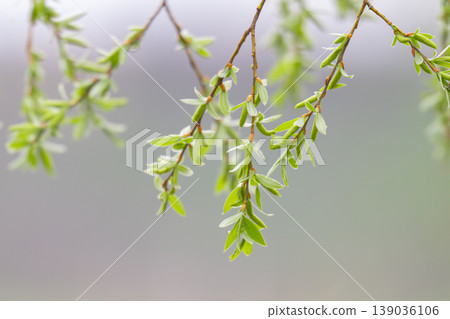 photo of willow branches in early spring photo of willow branches in early spring 139036106