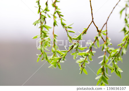 photo of willow branches in early spring photo of willow branches in early spring 139036107