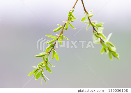 photo of willow branches in early spring photo of willow branches in early spring 139036108