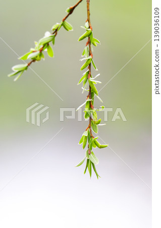photo of willow branches in early spring photo of willow branches in early spring 139036109
