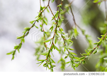 photo of willow branches in early spring photo of willow branches in early spring 139036110