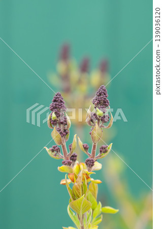 A photo of lilac branches 139036120