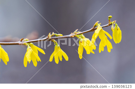 A close-up photo of forsythia flowers A close-up photo of forsythia flowers 139036123