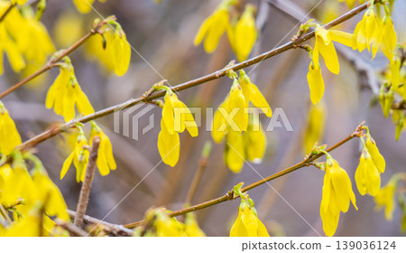 A close-up photo of forsythia flowers A close-up photo of forsythia flowers 139036124