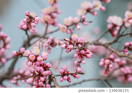photo of a branch with cherry blossoms in spring photo of a branch with cherry blossoms in spring 139036155