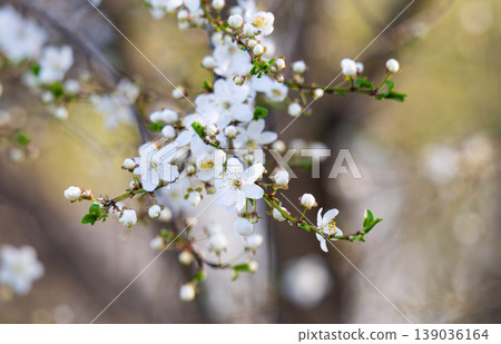 photo of a branch with cherry blossoms in spring photo of a branch with cherry blossoms in spring 139036164