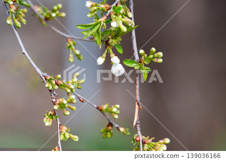photo of a branch with cherry blossoms in spring photo of a branch with cherry blossoms in spring 139036166