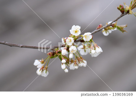 photo of a branch with cherry blossoms in spring photo of a branch with cherry blossoms in spring 139036169