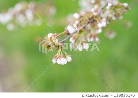 photo of a branch with cherry blossoms in spring 139036170