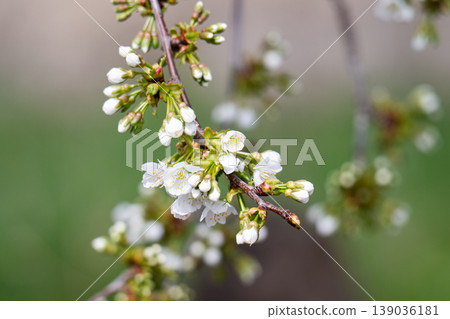 photo of a branch with cherry blossoms in spring 139036181