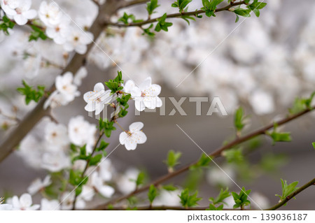 photo of a branch with cherry blossoms in spring photo of a branch with cherry blossoms in spring 139036187