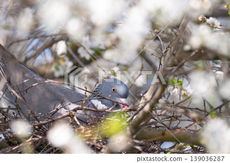 A photo of a large pigeon on a nest in a flowering tree 139036287