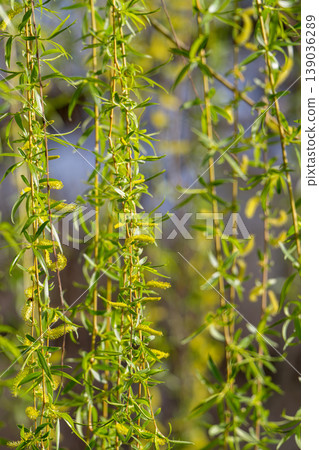 Willow tree in spring Willow tree in spring 139036289