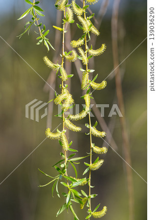 Willow tree in spring Willow tree in spring 139036290