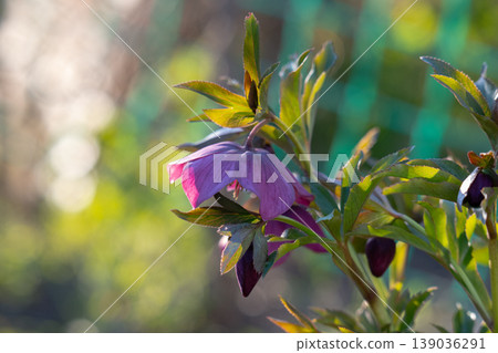 Helleborus orientalis Helleborus orientalis 139036291